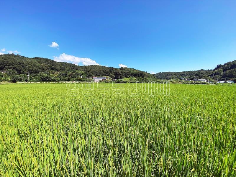 양평군 양서면 증동리 답._14